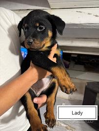 Cucciola di Rottweiler