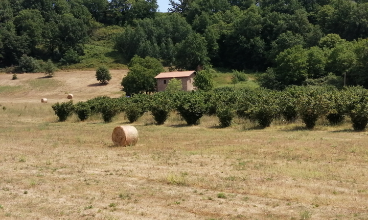 Terreno 8.5 ettari Valmontone