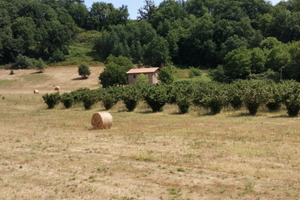 Terreno 8.5 ettari Valmontone