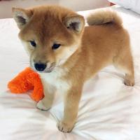 Sofia shiba inu