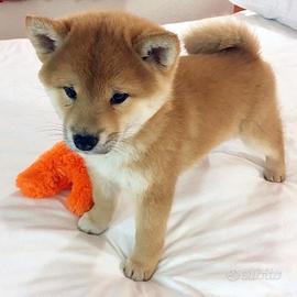 Sofia shiba inu