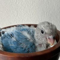 Inseparabile allevato a mano