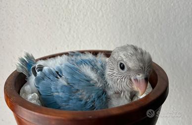 Inseparabile allevato a mano