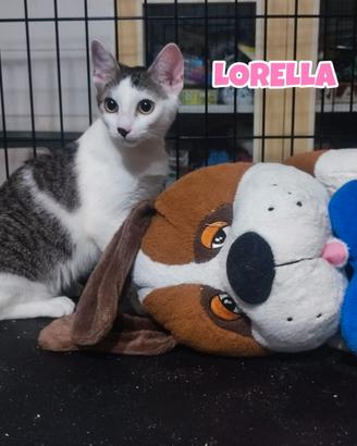 Lorella gattina biancogrigia di 4 mesi