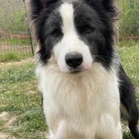 Disponibile per monte
