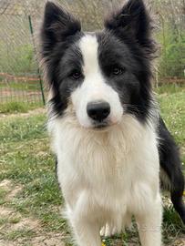 Disponibile per monte