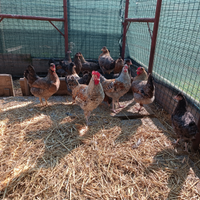 Brahma, Legbar, Serama