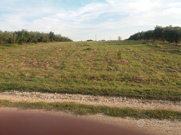 Montelibretti terreno agricolo