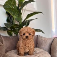 Cuccioli di maltipoo