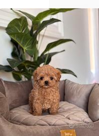 Cuccioli di maltipoo