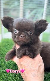 Chihuahua pelo lungo cioccolato femmina
