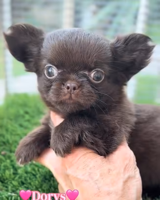 Chihuahua pelo lungo cioccolato femmina