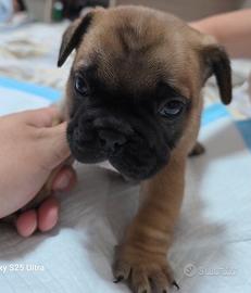 Bulldog Francese