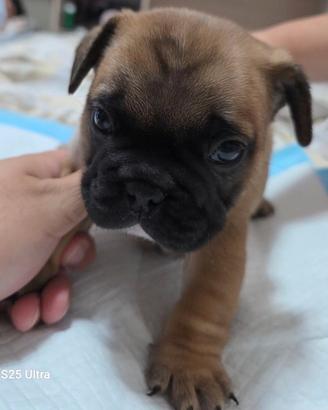 Bulldog Francese