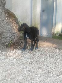 cucciola cane corso  3 mesi