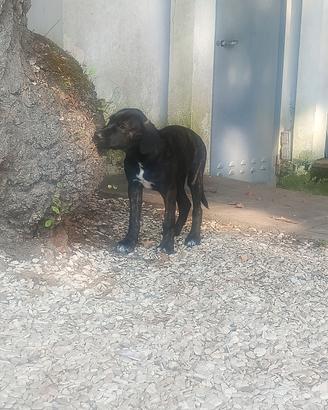 cucciola cane corso  3 mesi