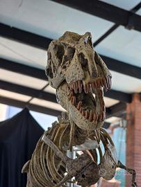 Scheletro Gigante  T-Rex  123 x 50 cm Geofin Italy
