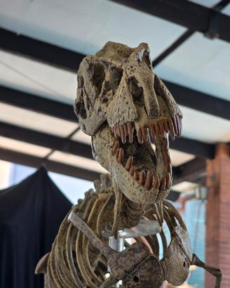 Scheletro Gigante  T-Rex  123 x 50 cm Geofin Italy