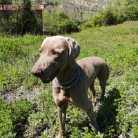 Weimaraner