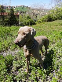 Weimaraner