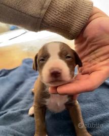 American pitbull terrier