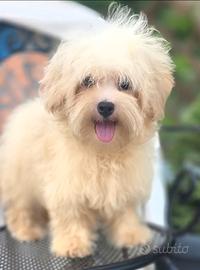 Maltipoo
