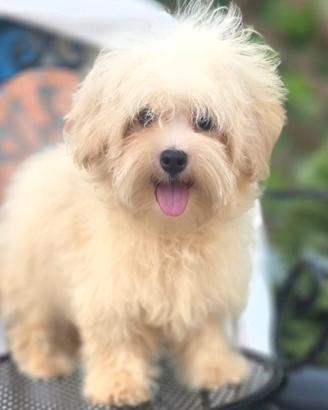 Maltipoo