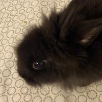 Coniglio Nano + Gabbia e Accessori inclusi