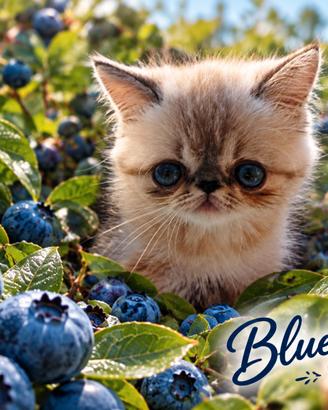 Exotic Shorthair