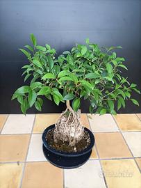 Bonsai 
