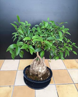 Bonsai 