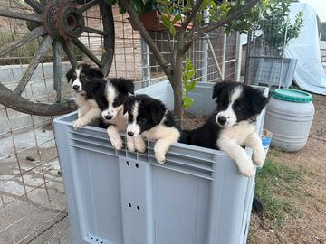 Cuccioli di Border collie