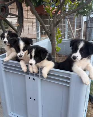 Cuccioli di Border collie