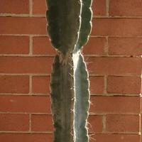 Aloe arborescente , agave, cactus, piante grasse