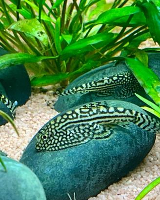 Sewellia Lineolata - pesci acquario dolce