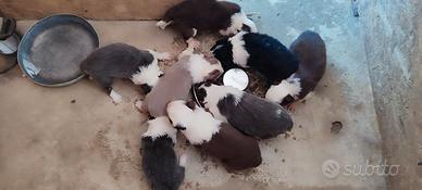 Cuccioli Border Collie