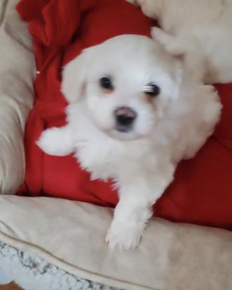 Cuccioli Maltese