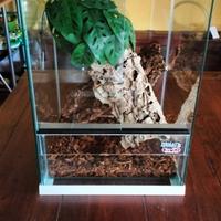 Teca nuova arredata e geco sarasinorum