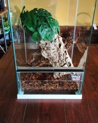 Teca nuova arredata e geco sarasinorum