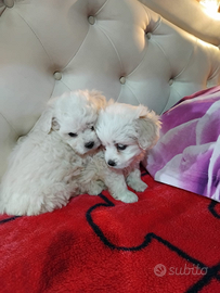 Maltesi toy cuccioli
