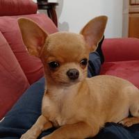 Chihuahua per monta