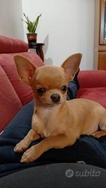 Chihuahua per monta
