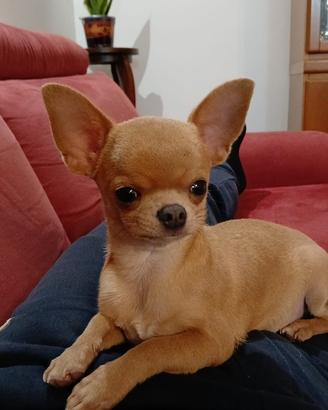 Chihuahua per monta