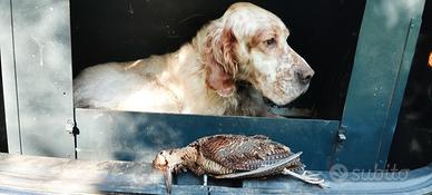 Setter inglese