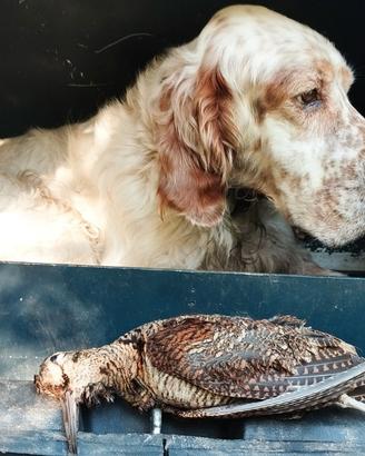 Setter inglese