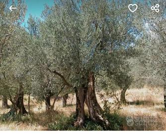 piante ulivo
