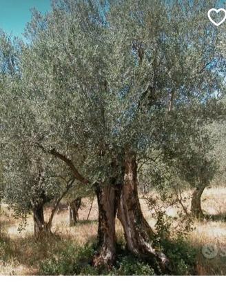 piante ulivo