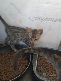 Splendidi gattini