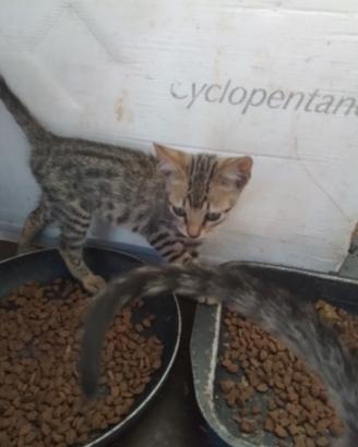 Splendidi gattini