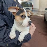 Alvin: cucciolo di taglia piccola